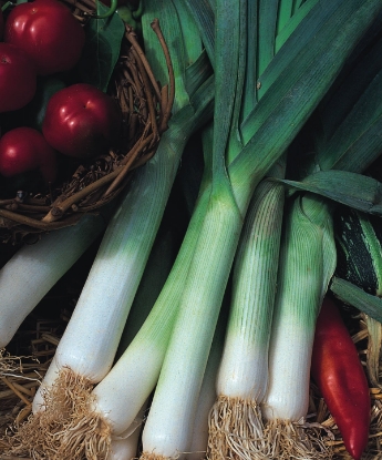 Picture of Leek Jolant